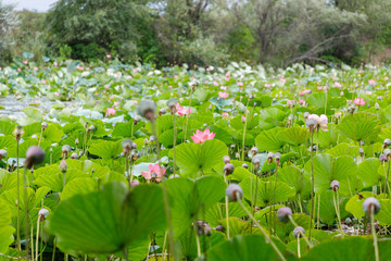 Beautiful lotus flowers with minted in its natural habitat in a small pond, general plan