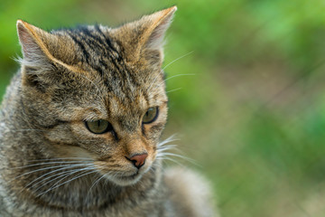 Portrait of a real european wildcat (felis silvestris)