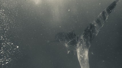 Whalskark 