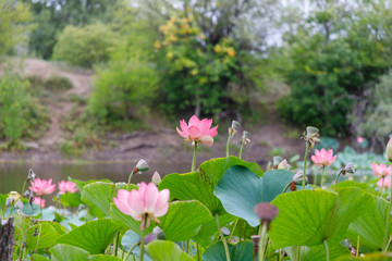 Beautiful lotus flowers with minted in its natural habitat, against the background of its leaves. Medium plan.