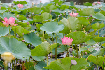Obraz na płótnie Canvas Beautiful lotus flowers with minted in its natural habitat, against the background of its leaves. Medium plan.