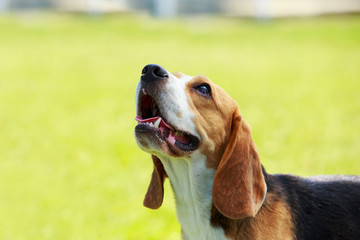 Dog breed beagle