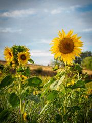 Sunflowers in the morning light in the Waldviertel