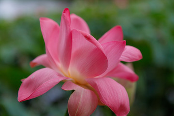 Beautiful very large shot Lotus flower against the background of its leaves, close-up