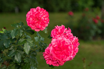 red flowers in the garden