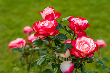 red roses in the garden