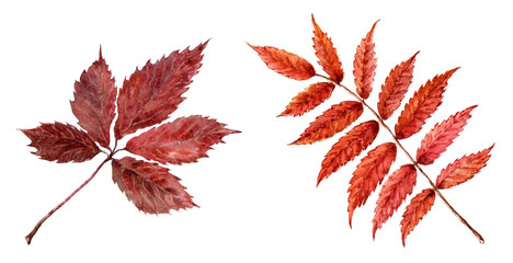 Dry leaves of mountain ash and wild grapes.