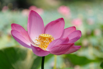 Beautiful very large shot Lotus flower against the background of its leaves, close-up