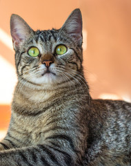 Close up de gato malhado