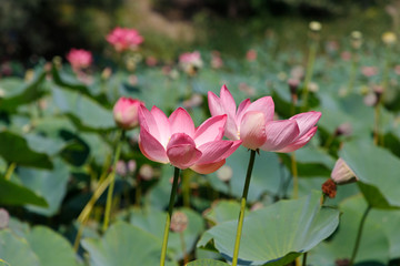 Beautiful lotus flowers with minted in its natural habitat, against the background of its leaves. Medium plan.