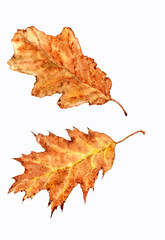Autumn. Dry leaves. Watercolor.