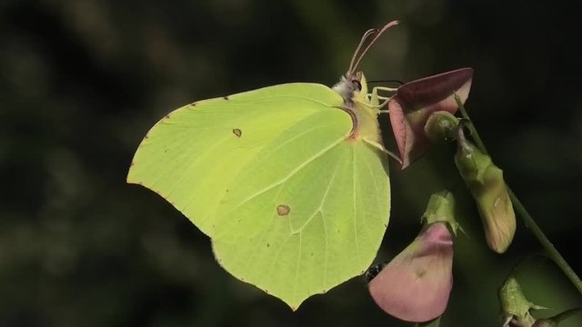 appro rapae, farfalla