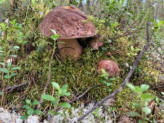 mushrooms in forest