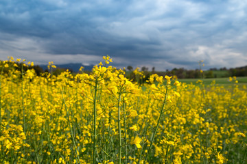 Champ de colza