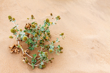 Spikes on the sand dunes with footprints in the sand.