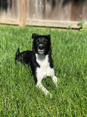 Cute small black dog puppy laying on grass and sticking head out of window smiling
