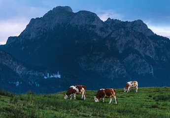 Fototapeta na wymiar Three cows grazing in the meadow against the backdrop of the mountain and Neuschwanstein castle. Germany, Bavaria