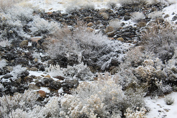 Snow covered sage