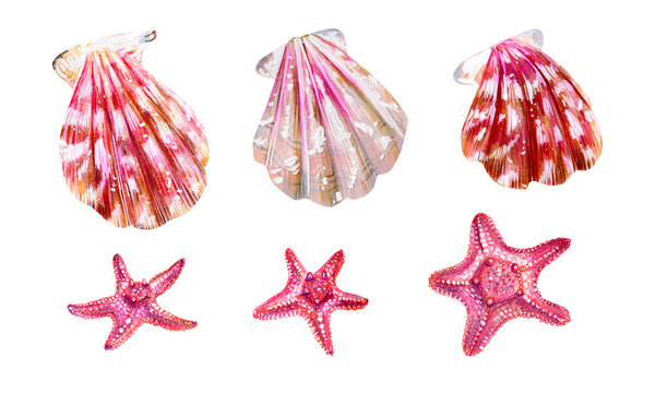 Set of sea shells of scallops and sea stars.