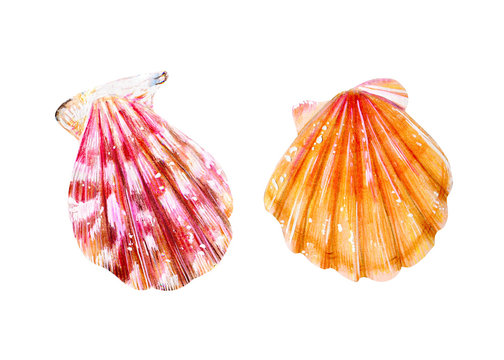Set of two isolated sea scallops.