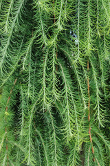 Green weeping twigs of yew tree; pattern; texture