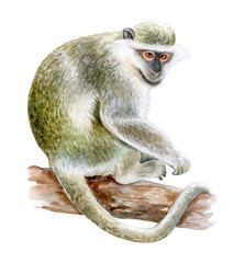 green monkey, sabaeus monkey isolated on white background. Watercolor. Illustration.  Template. Close-up. Clip art. Hand drawn. Clip art.