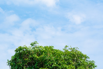 Tree with sky . background