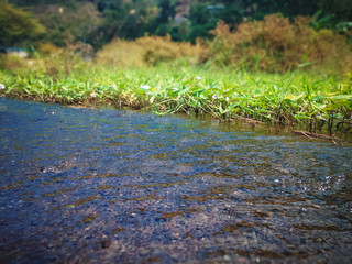 Small And Shallow Water Flow With Wild Aquatic Plants And Shrubs On The Edge Titab Ularan, North Bali, Indonesia