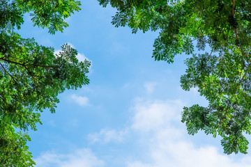 Obraz premium Tree with sky . background