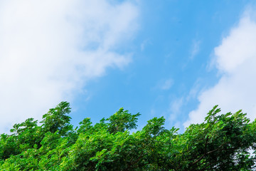 Tree with sky . background