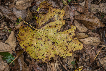 Decaying wet leaf