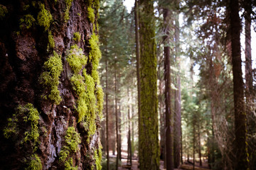 Giant Forest Sequoia National Park