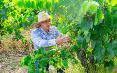 Naklejka na ściany i meble Male farmer in hat working with grapes in vineyard at summertime
