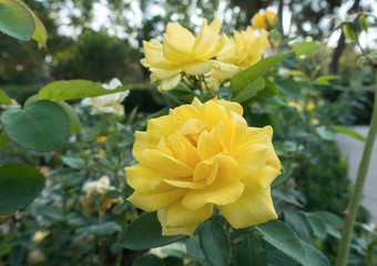 Park with blooming roses and fountains in Madrid