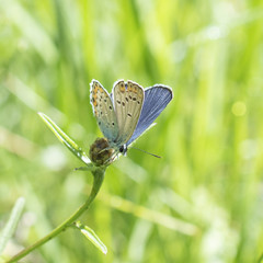 butterfly resting on flower at Vallepietra, Parco dei Monti Simbruini, Italy
