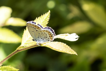 butterfly resting on flower at Vallepietra, Parco dei Monti Simbruini, Italy