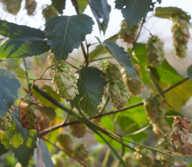 Detailed photo of hop cones for making beer and bread