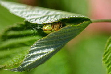 Allphotokz Spider 20080701 1442 1DM3