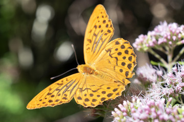 butterfly resting on flower at Vallepietra, Parco dei Monti Simbruini, Italy