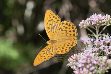 butterfly resting on flower at Vallepietra, Parco dei Monti Simbruini, Italy
