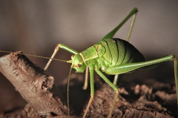Heuschrecke