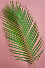 Palm leaf detail isolated over background
