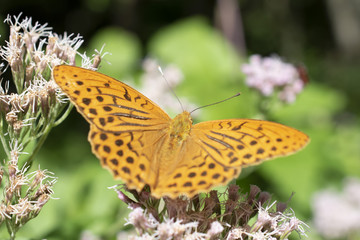 butterfly resting on flower at Vallepietra, Parco dei Monti Simbruini, Italy