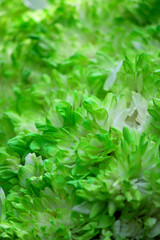 fresh green lettuce in the garden