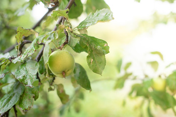 One green apple on the branch of the tree. Apple tree branch with fruits close-up on the background of the garden. Agriculture, organic food, garden. Banner, wallpaper, greeting card, postcard concept