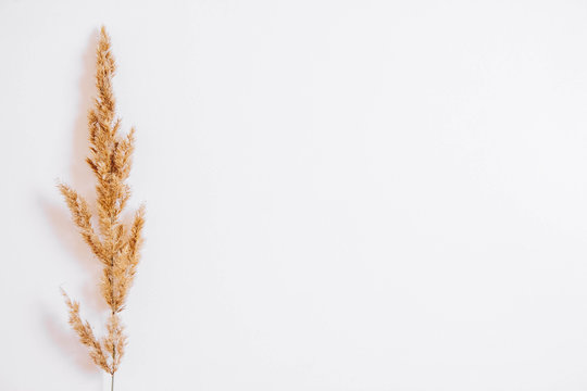 Dry Grass On A White Background. Greeting Card Concept, Place For Text. View From Above