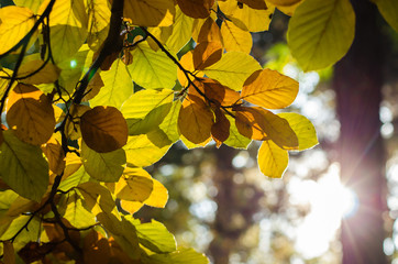 twig with colorful leaves