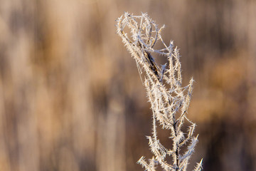 Naklejka premium Dry grass white with frost macro isolated. Morning feature in fall. Rural area concept