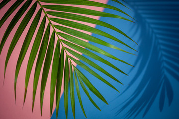 Palm leaf detail isolated over background