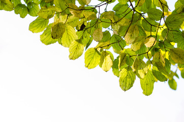 twig with colorful leaves isolated